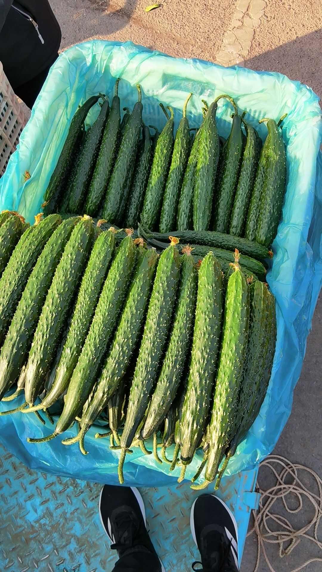 大量青瓜，亮条黄瓜，大量有货，质量保证，产地直销