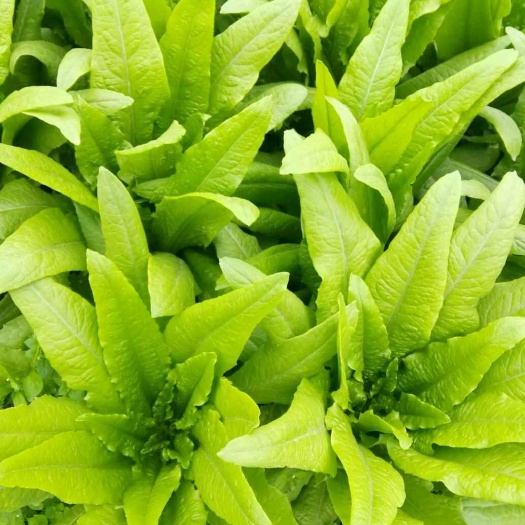 彭州市油麦菜