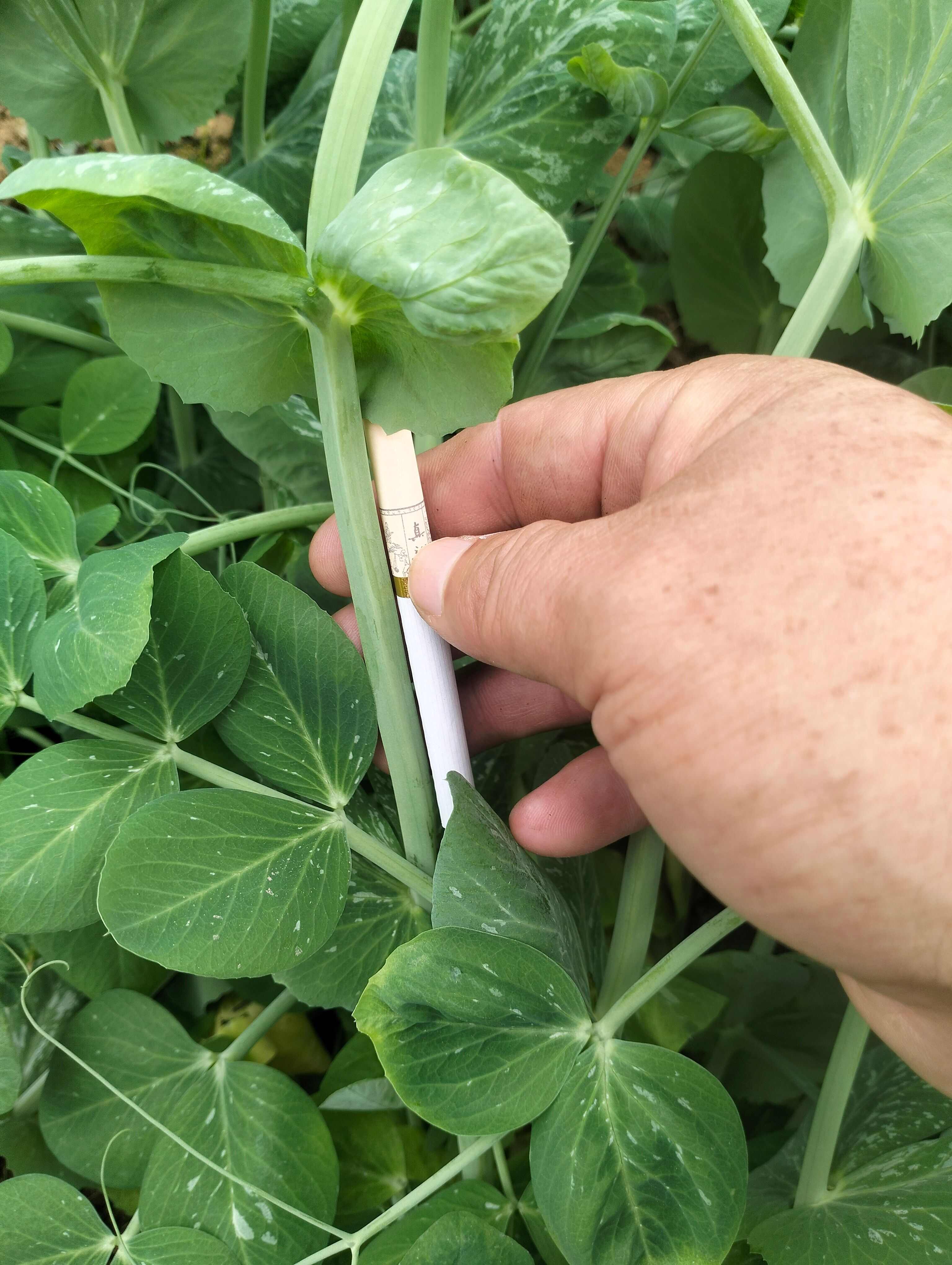 黑眉豌豆，手牌豌豆，专用吃豌豆尖、豌豆苗豌豆，越采越旺