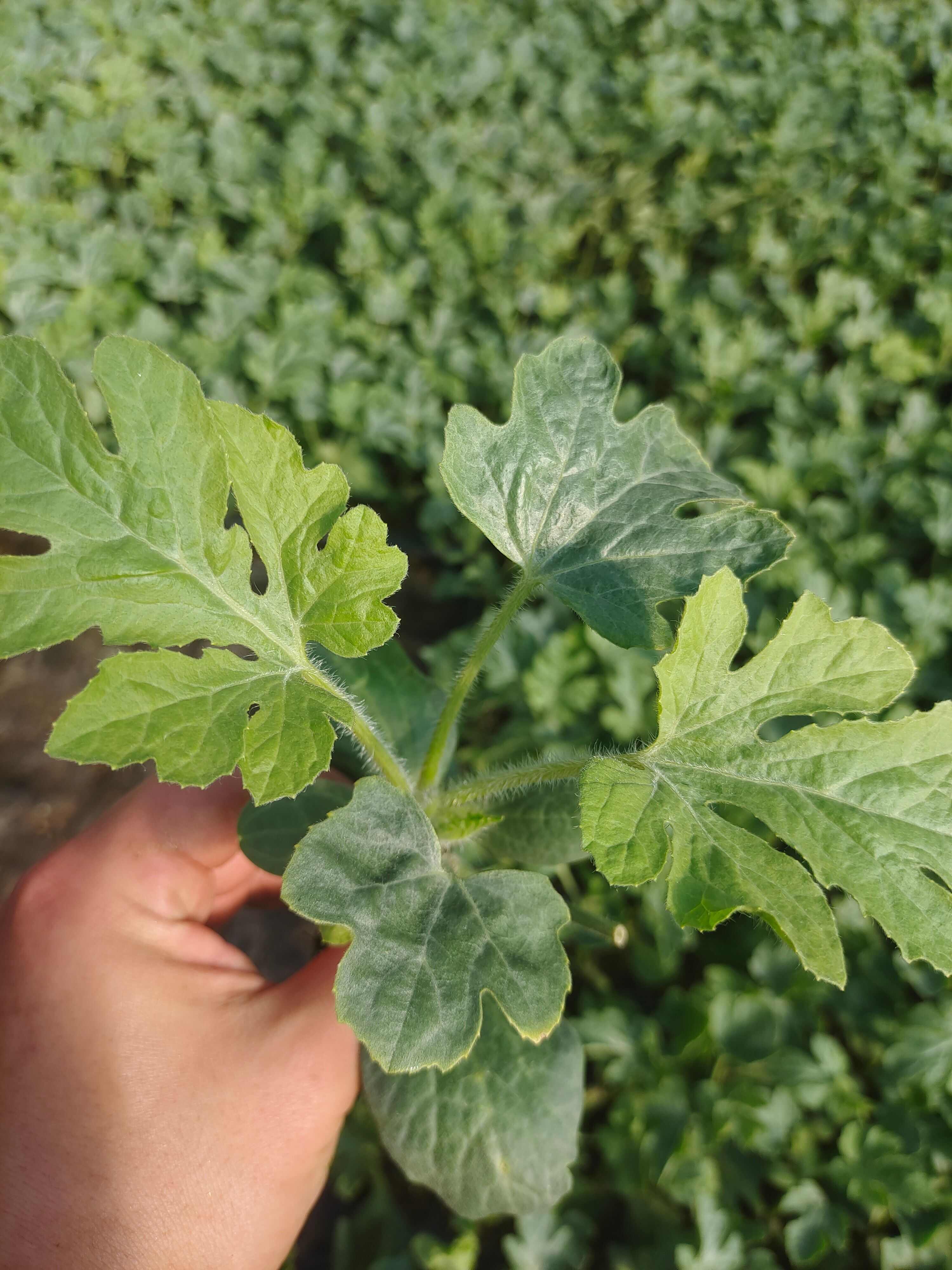 嫁接甜王西瓜苗，京欣西瓜苗