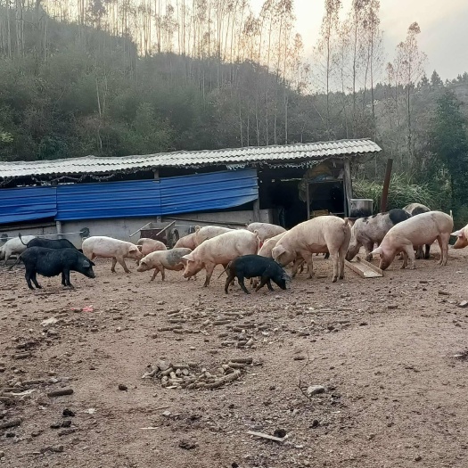 阳山本地土猪肉。深山散养。