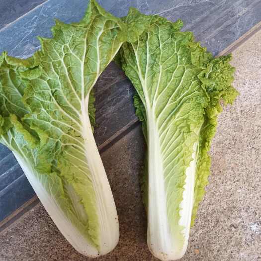 安顺贵州高原青明白菜