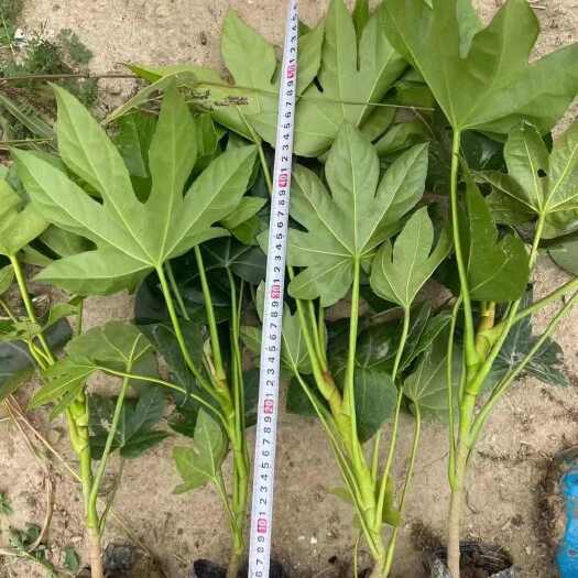 安国市八角金盘