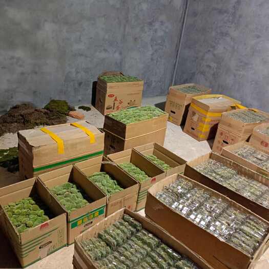 太湖县各种人工苔藓，白发藓，大灰藓，星星藓，短绒藓，朵朵藓等。