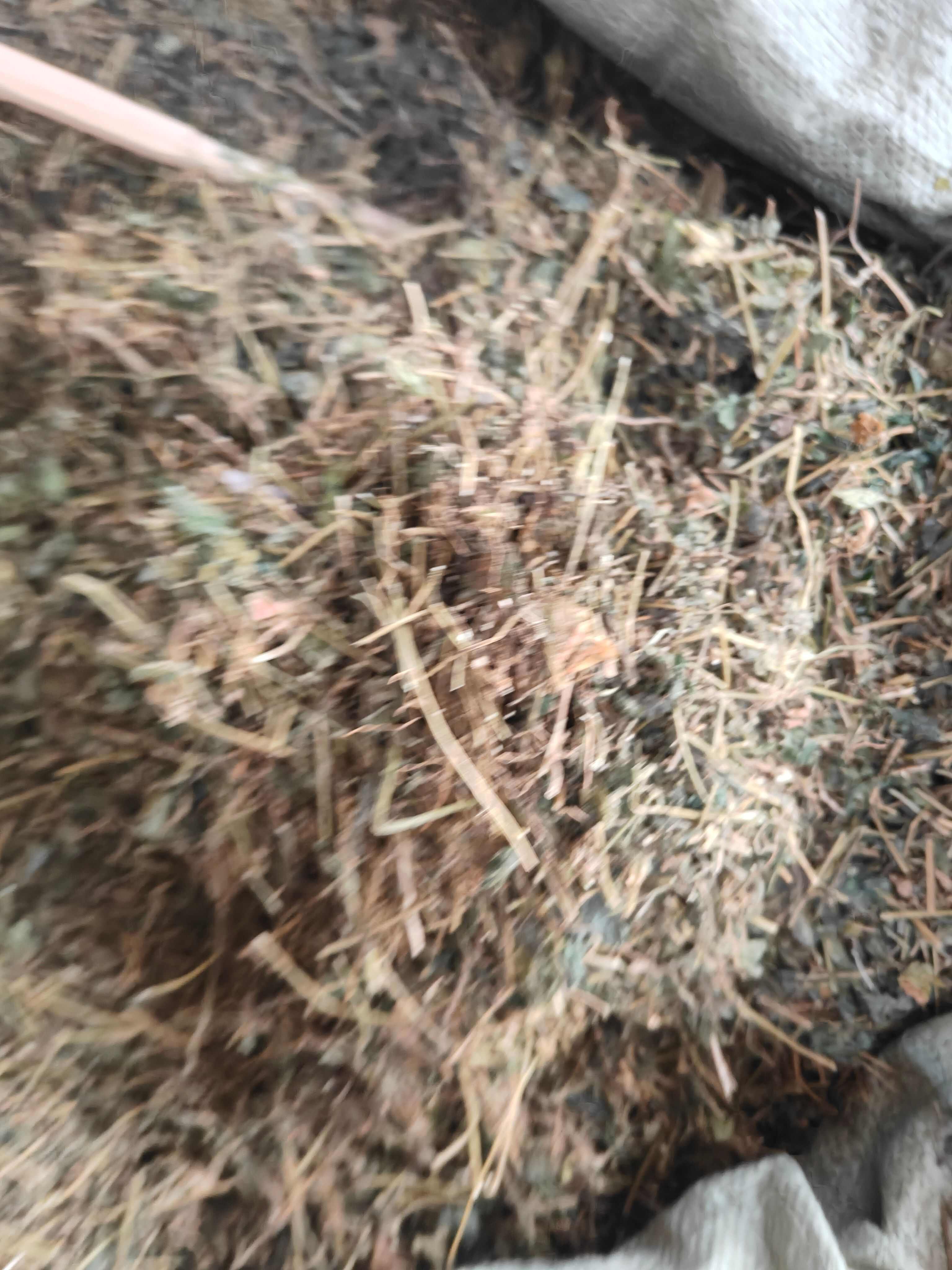 广西野生壮乡绞股蓝野绞股蓝 七叶绞股蓝茶