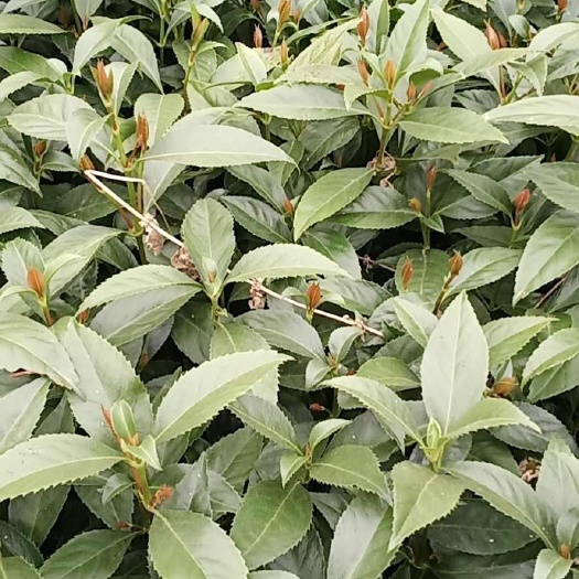 平乐县九节茶苗