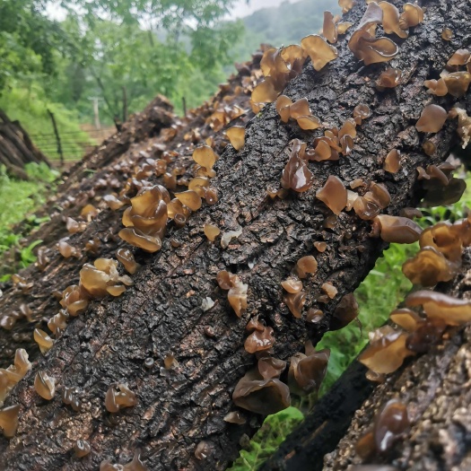 精选优质黑木耳产地直发