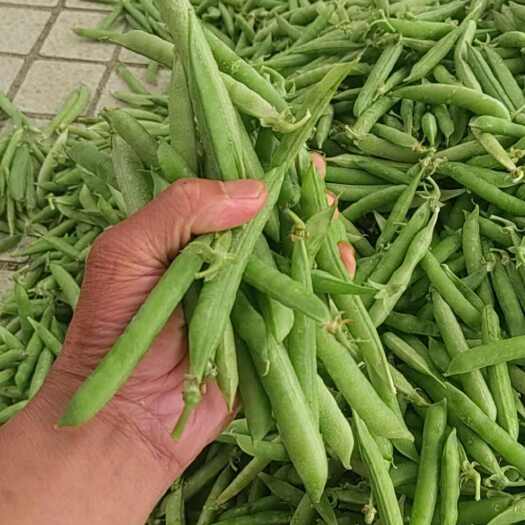 襄樊青豌豆，籽粒饱满无烂角