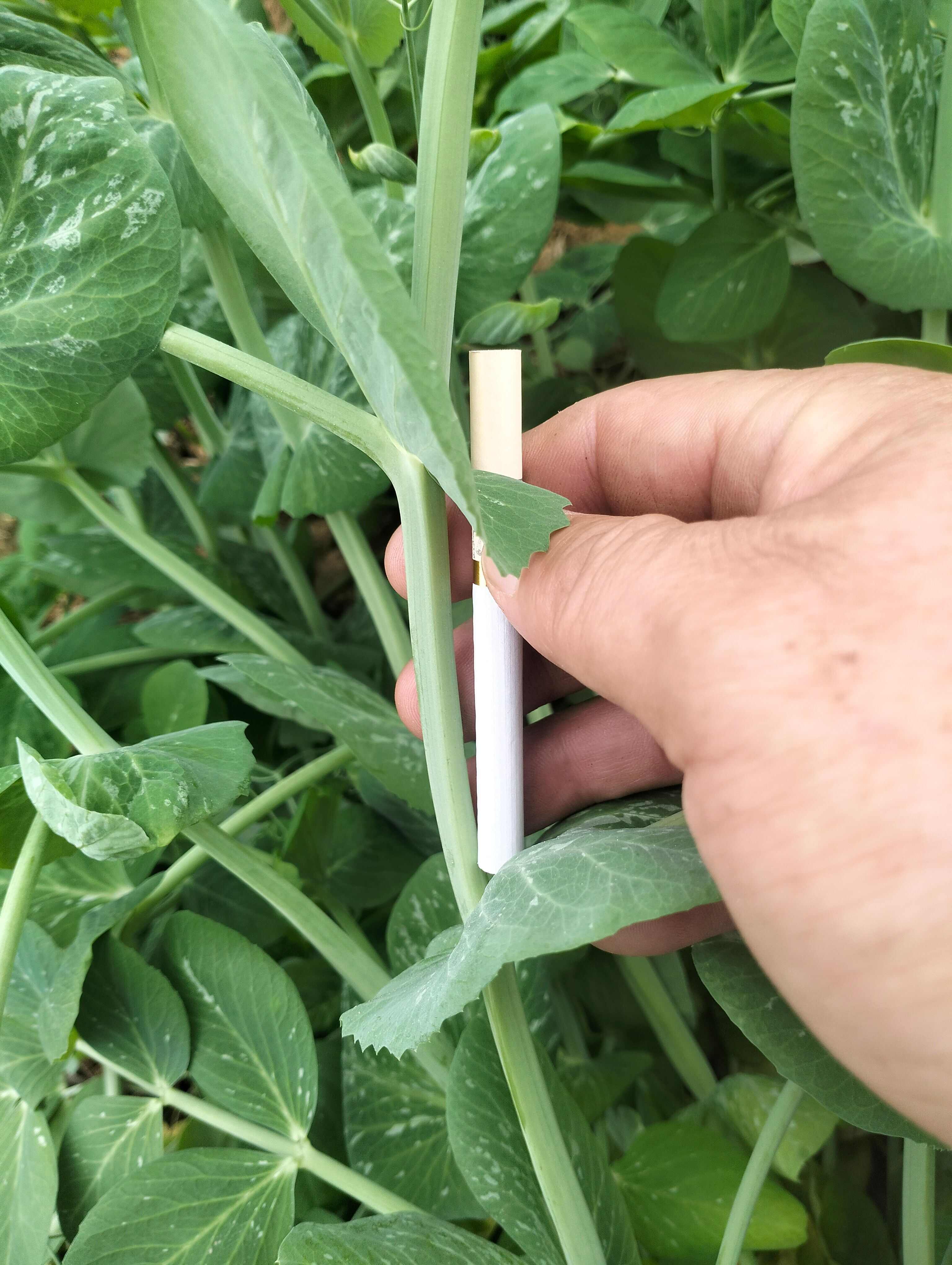 黑眉豌豆，手牌豌豆，专用吃豌豆尖、豌豆苗豌豆，越采越旺