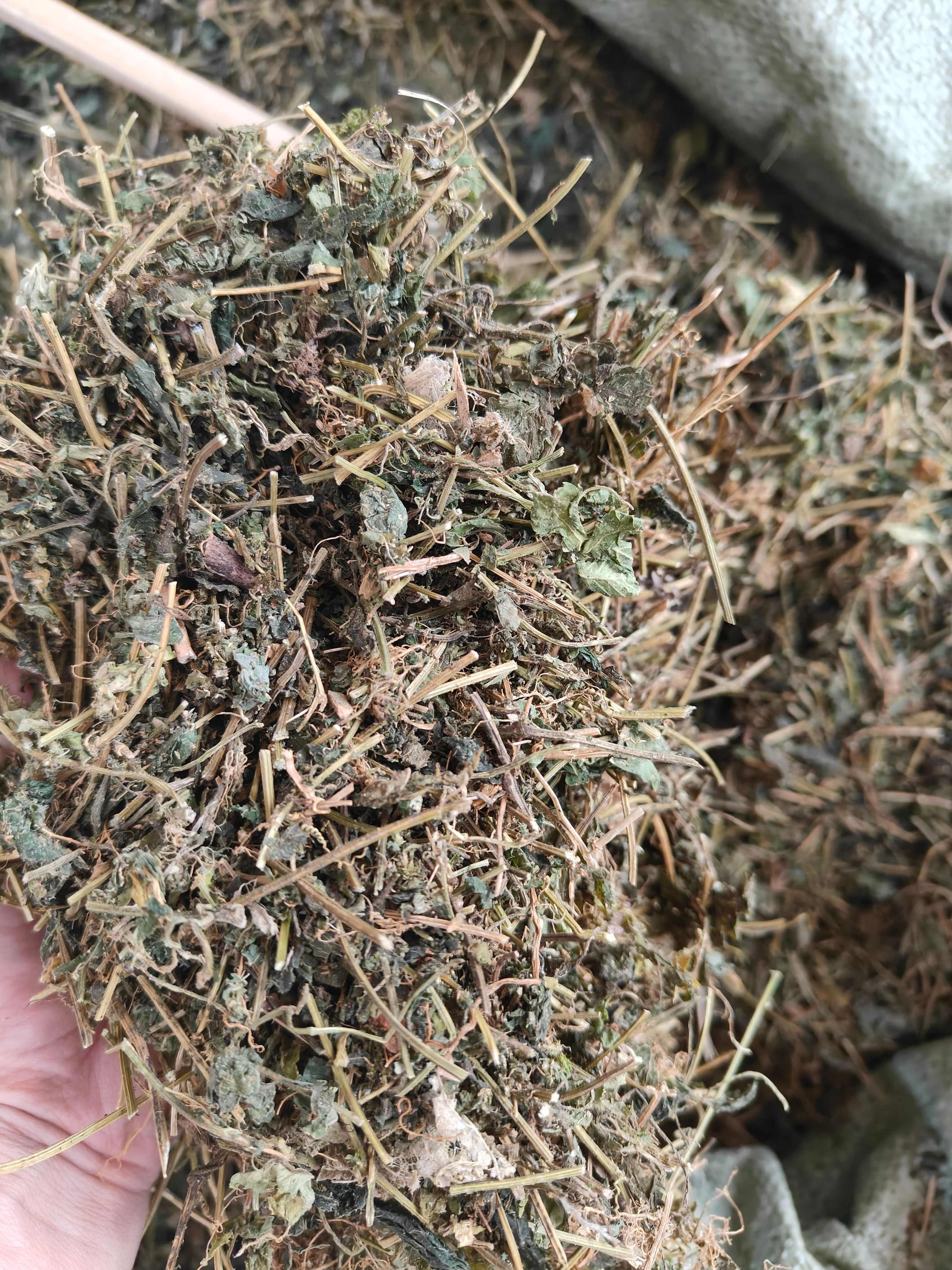广西野生壮乡绞股蓝野绞股蓝 七叶绞股蓝茶
