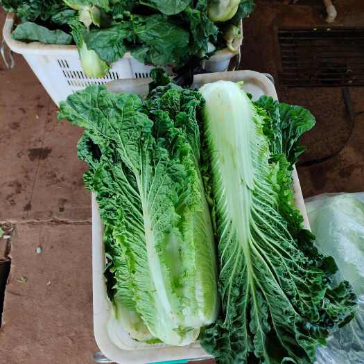 牟定县新鲜脆嫩大白菜