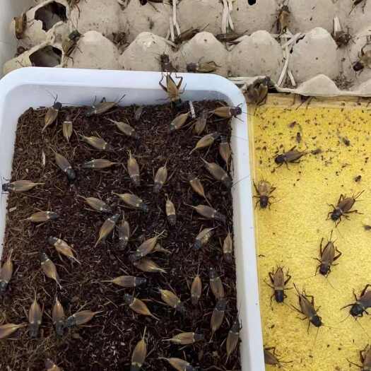 永城市大亚，蟋蟀冻品，30天带籽蟋蟀油葫芦可食用