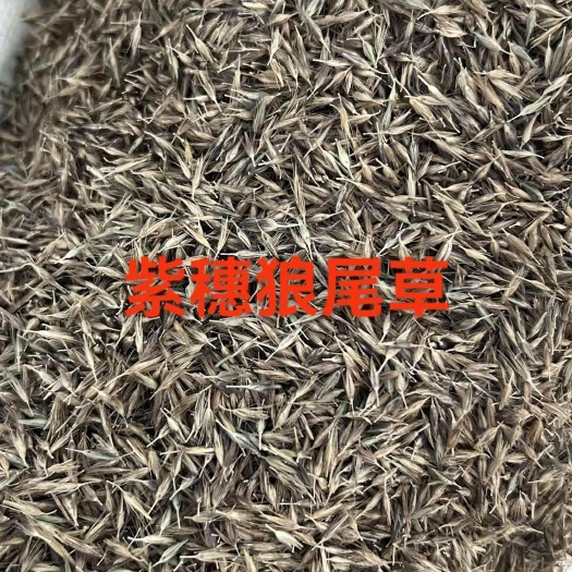 安国市紫穗狼尾草种子 脱毛狼尾草