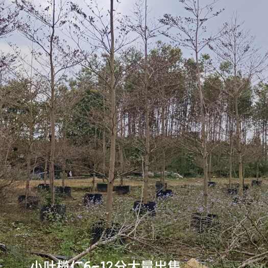 横州市小叶榄仁