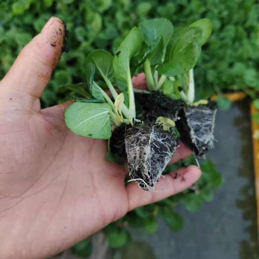 嵩明县奶白菜苗
