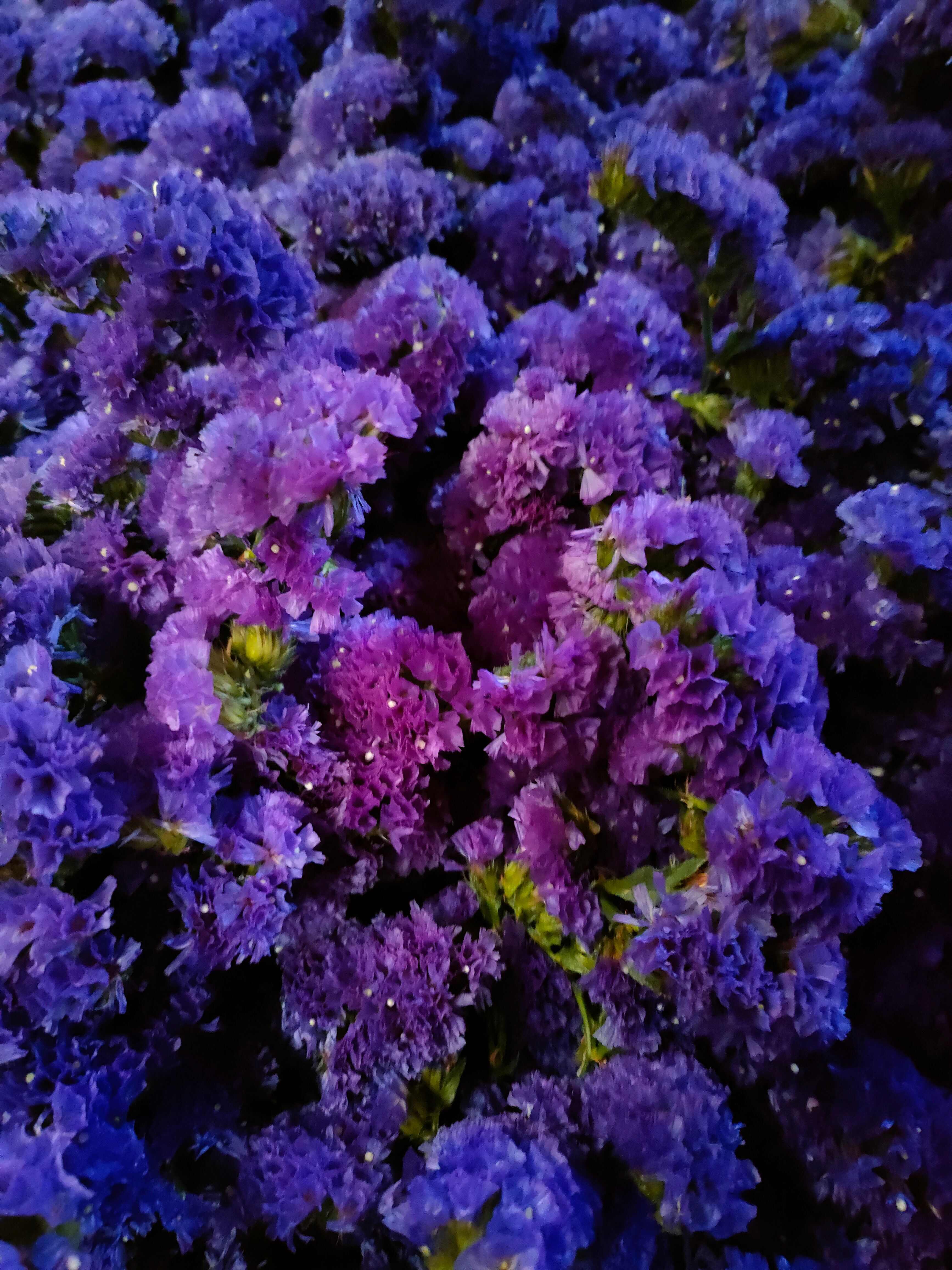 云南勿忘我鲜切花 干花 情人草 水晶草