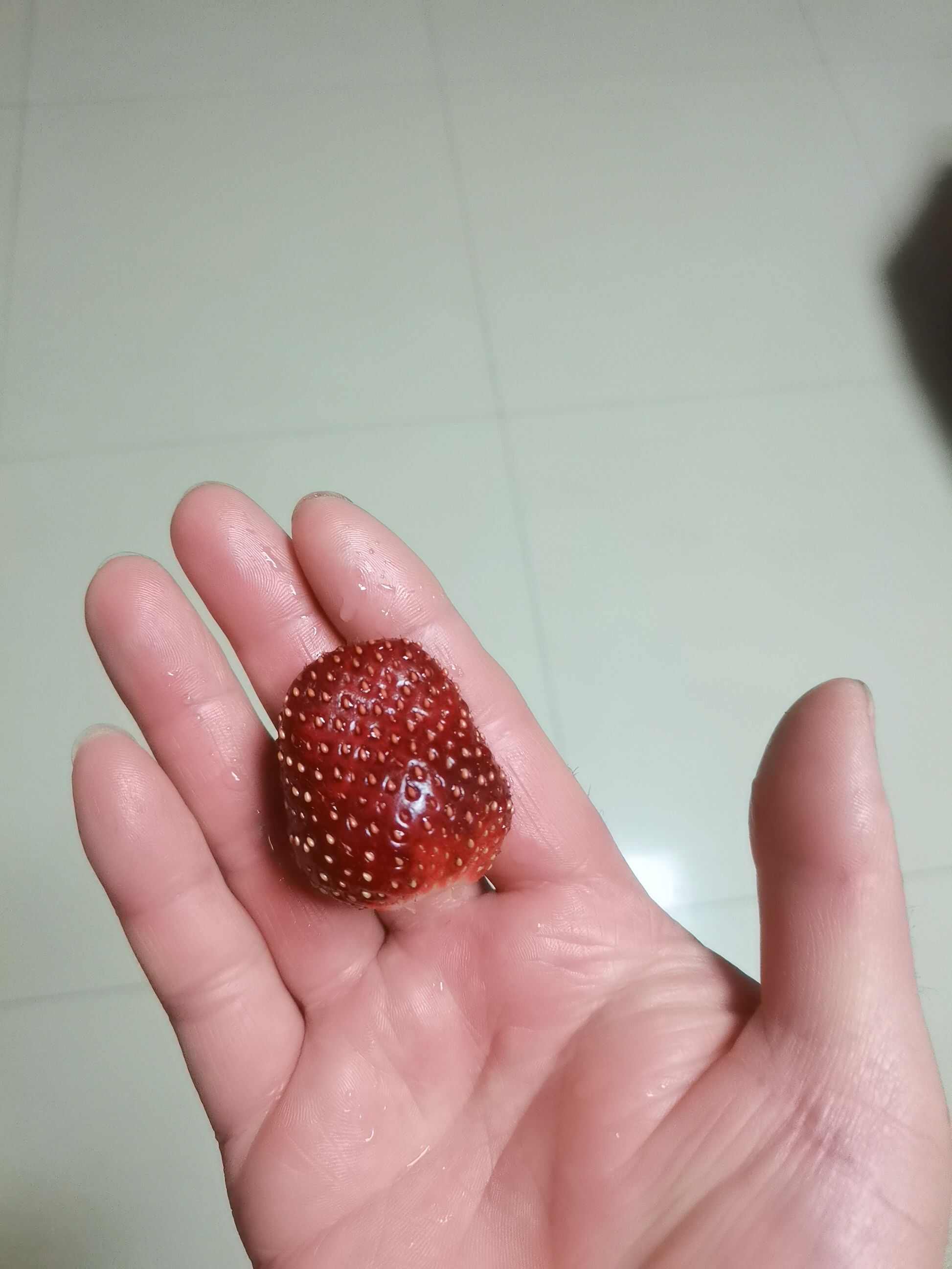脱毒草莓苗，个头大