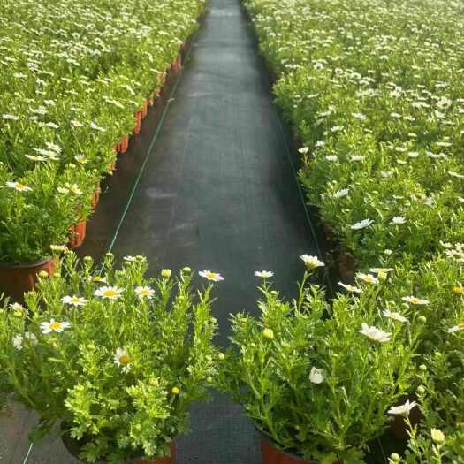 杭州白晶菊黄晶菊黄金菊