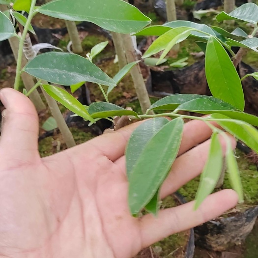 茂名奇楠沉香嫁接2代香脉（原九份）罗门黑棋品种