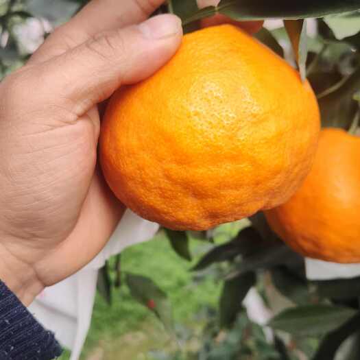 蒲江县代售蒲江耙耙柑鲜果现货70-110mm，需要的请联系我