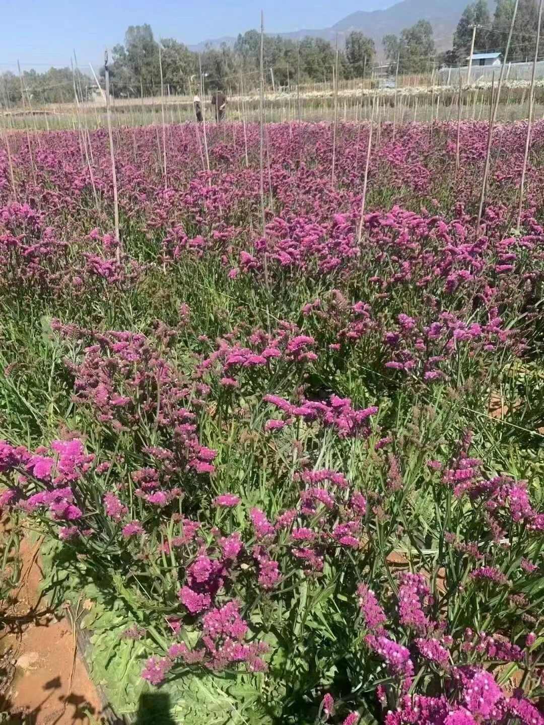 云南勿忘我鲜切花 干花 情人草 水晶草