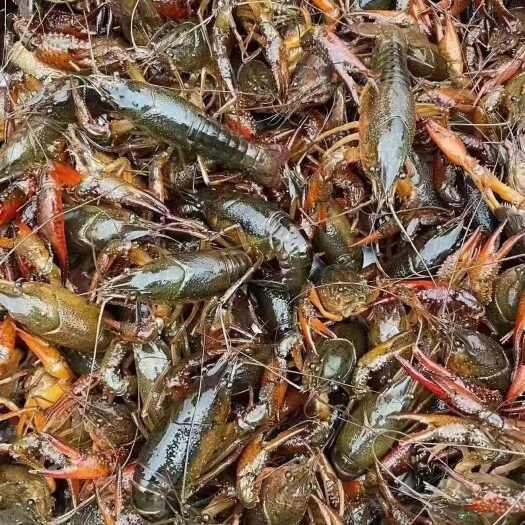 洪湖市本地清水小龙虾，底板干净规格硬按需分拣基地直发（下单请咨询）