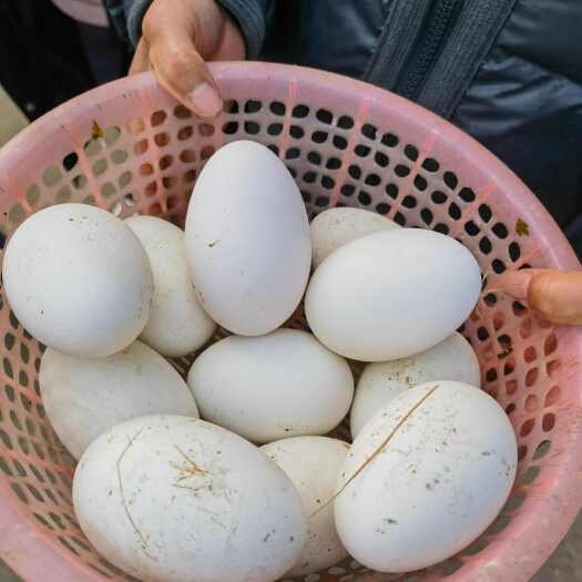 句容市自家农村养的鹅，一直养在乡下的塘里，吃水草和水稻菜叶