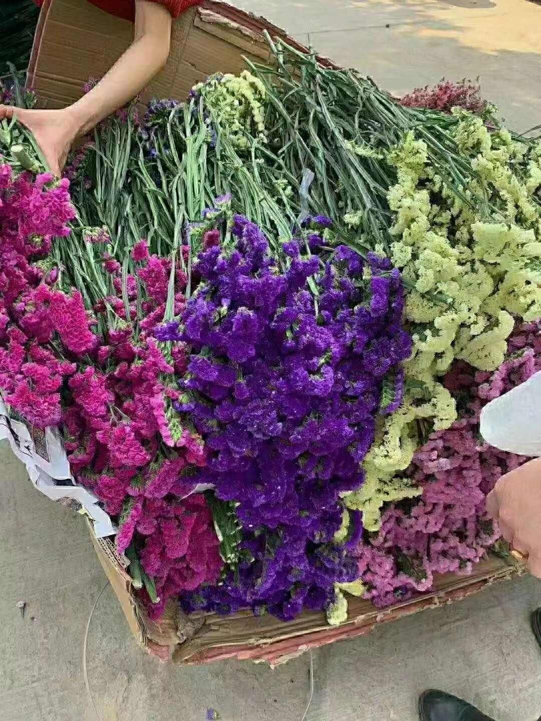 云南勿忘我鲜切花 干花 情人草 水晶草