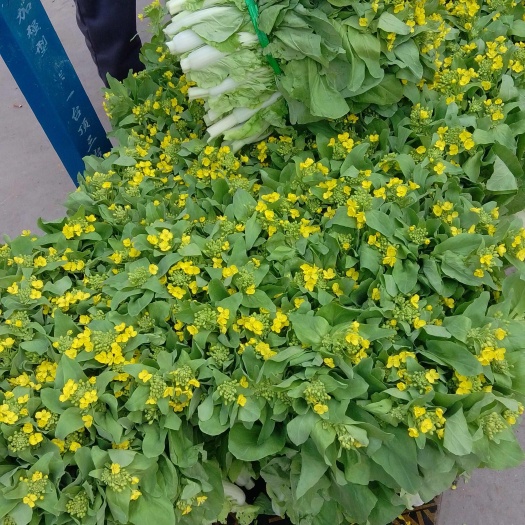 柳州白菜苔