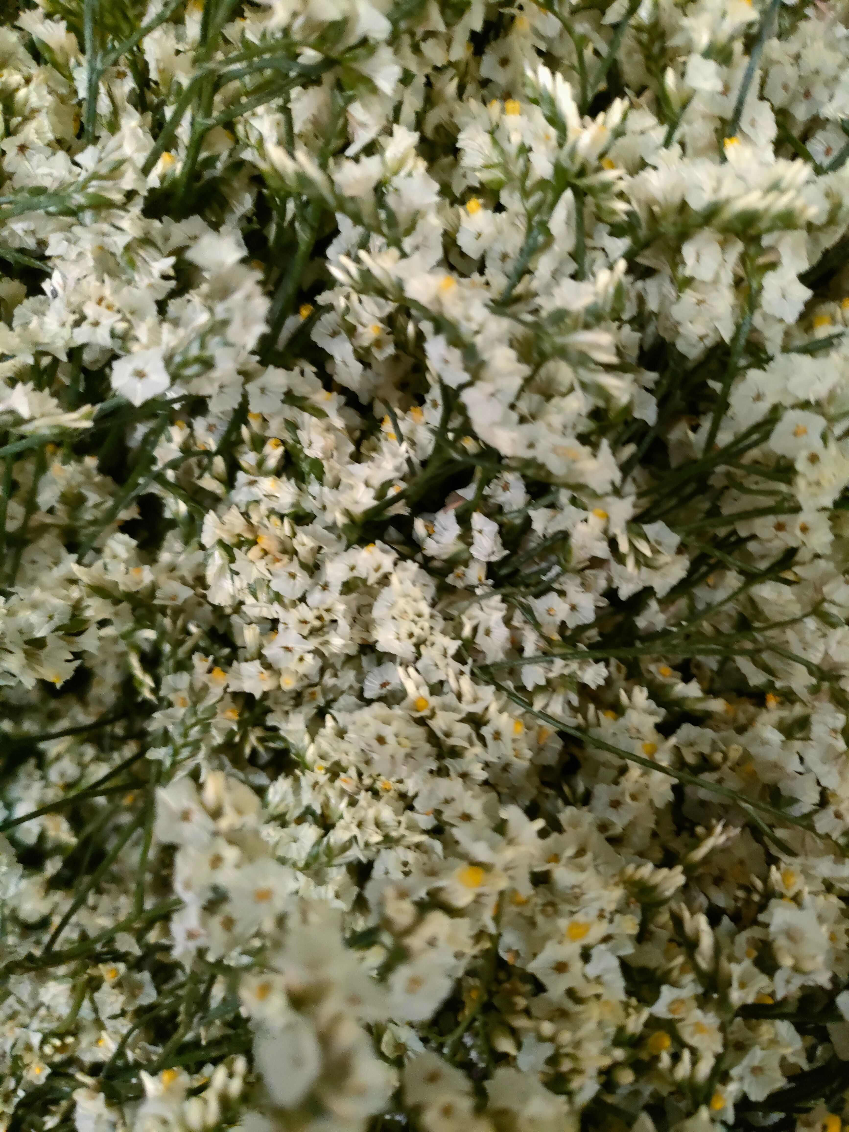 云南勿忘我鲜切花 干花 情人草 水晶草