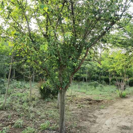 新沂市6-12公分木瓜树