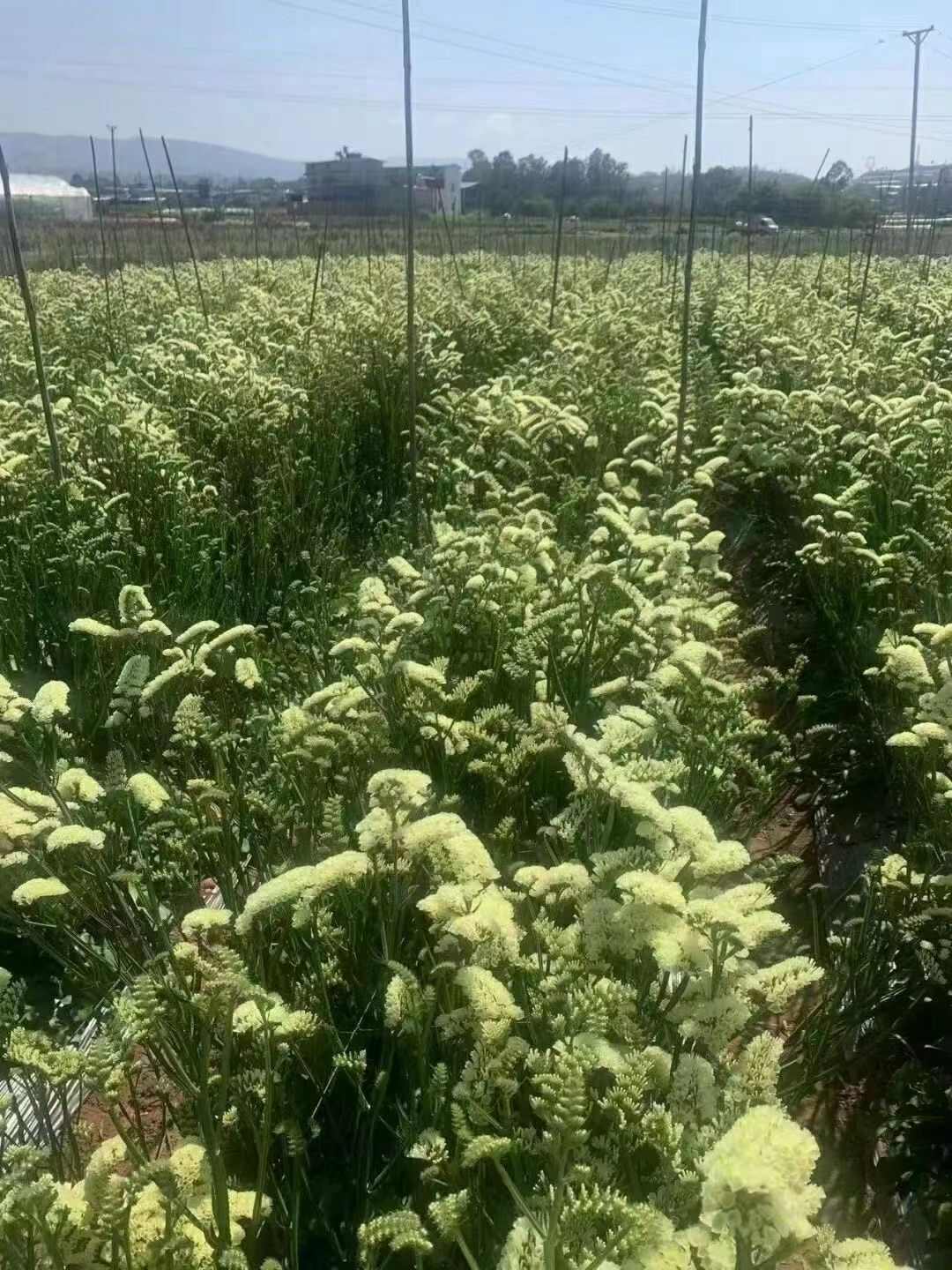 云南勿忘我鲜切花 干花 情人草 水晶草