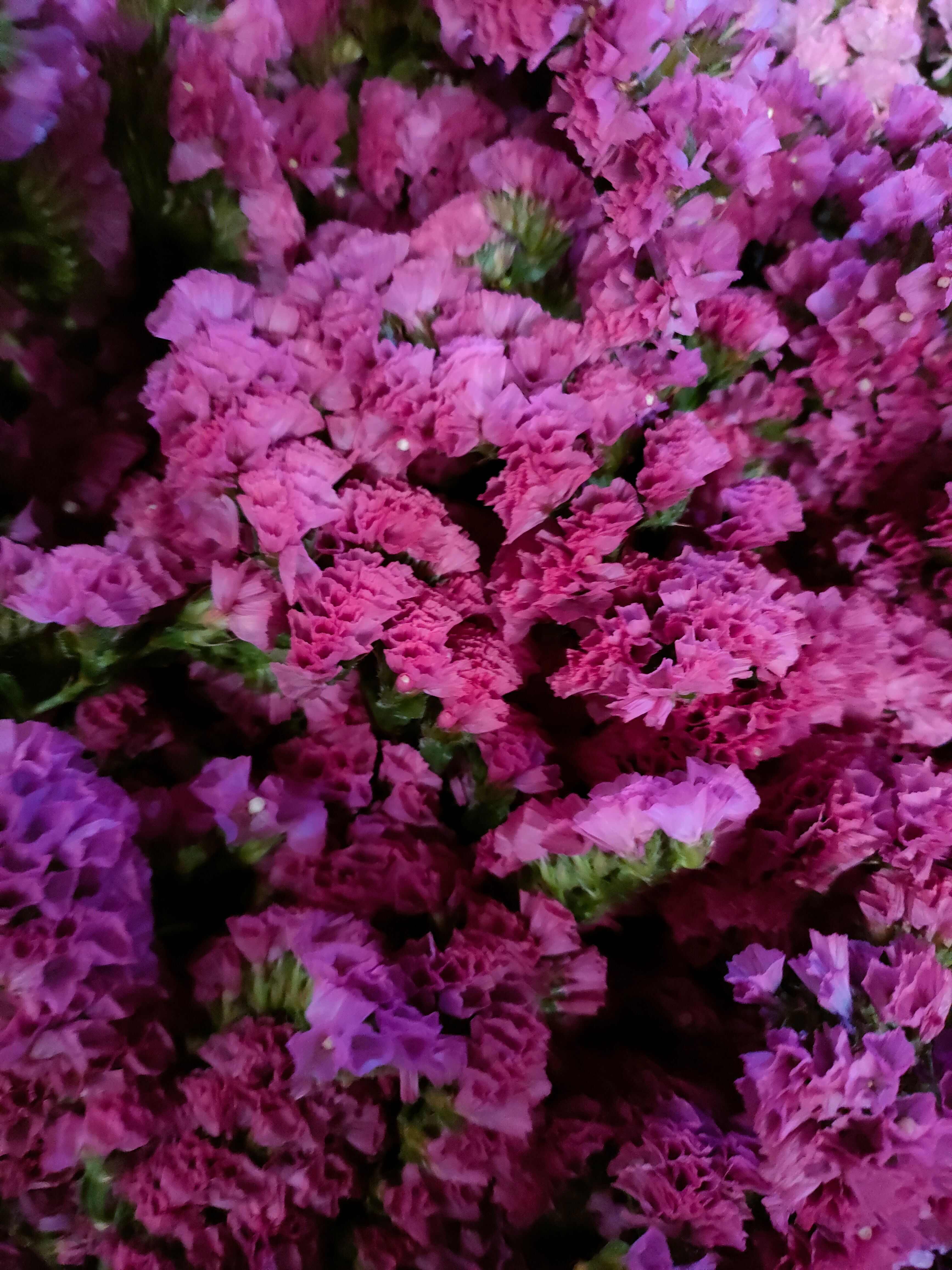 云南勿忘我鲜切花 干花 情人草 水晶草