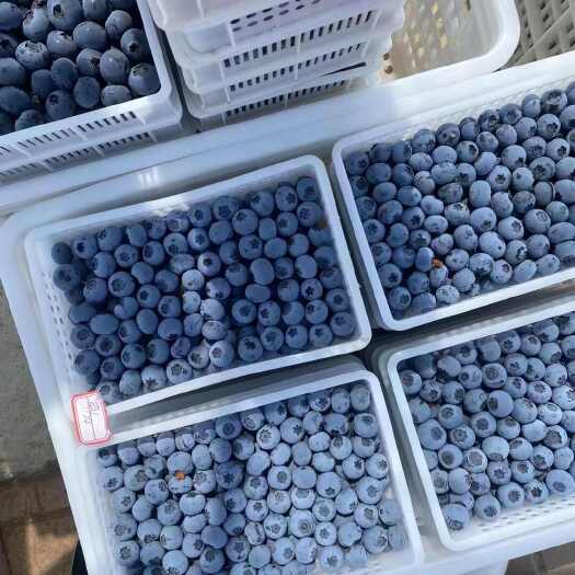 沂南县山东蓝莓大量上市 品种齐全 口感好 支持全国发货