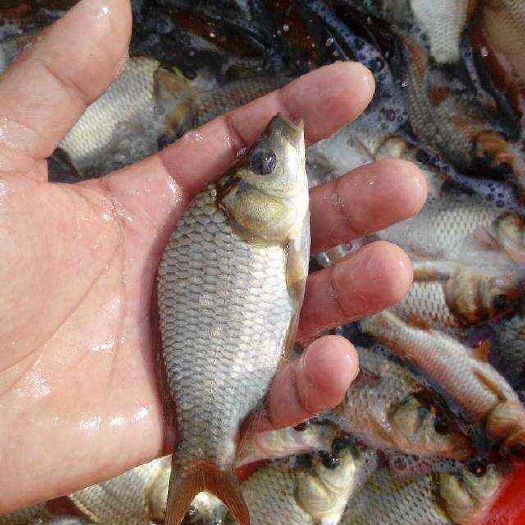 开阳县【鲤鱼苗剑鲤鱼苗】！裸鲤鱼苗，基地直供量大从优