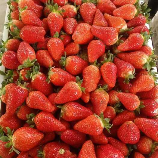沂南县山东草莓种植基地 奶霉 甜查理 支持物流发货 现摘现发