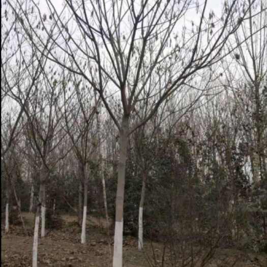 来安县银合欢