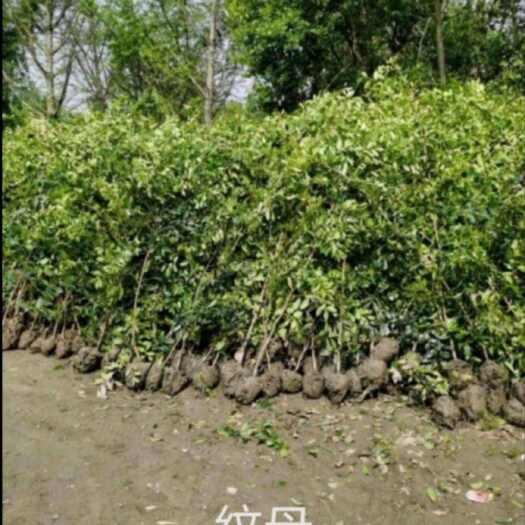 遂昌县蚊母