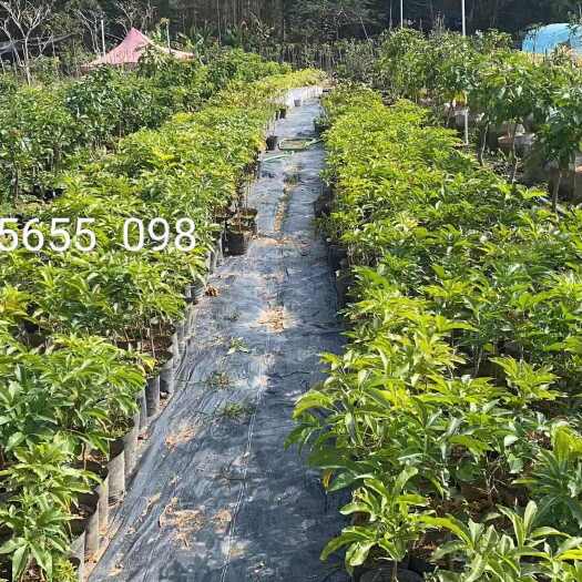 冰淇淋果苗(四季品种)，最 好吃的冰淇淋果品种，四季开花结果