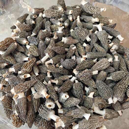 新货羊肚菌 林下仿野生羊肚菌干货 一手货源 批发零售味道香