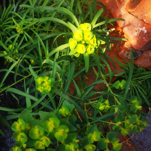 莒县沂蒙山猫眼草（细叶）