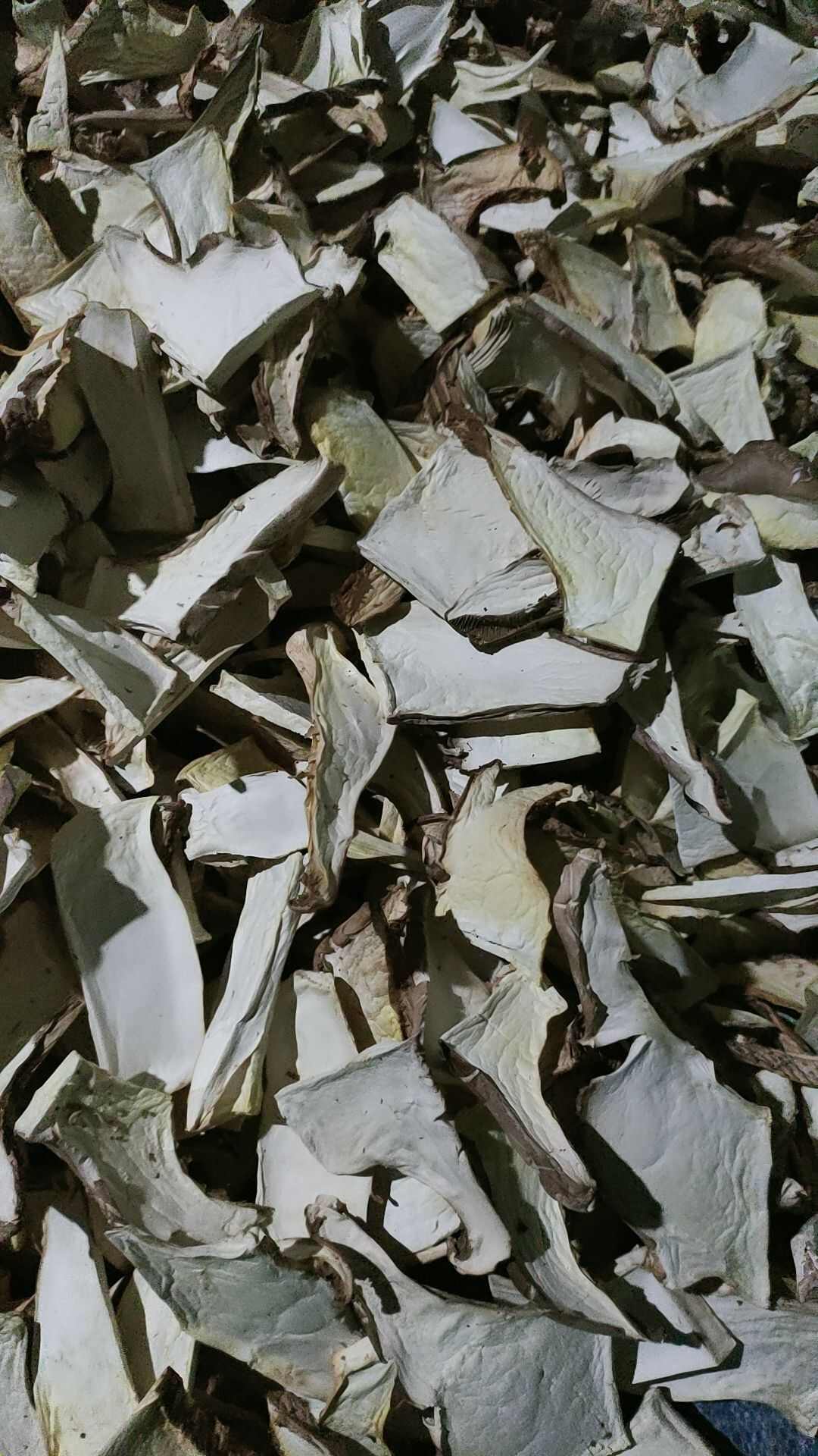 熊掌菇干片