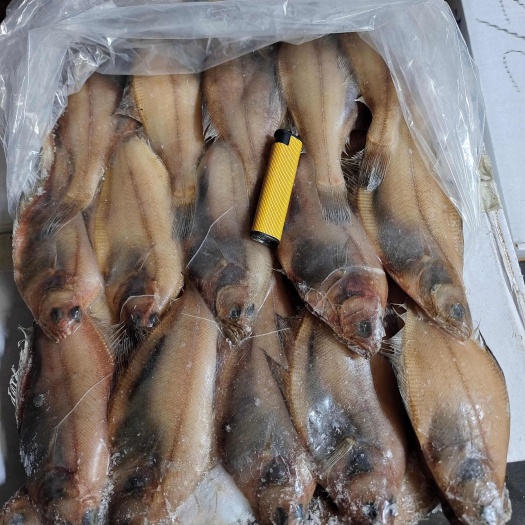荣成市片口（长脖）鱼规格齐全
