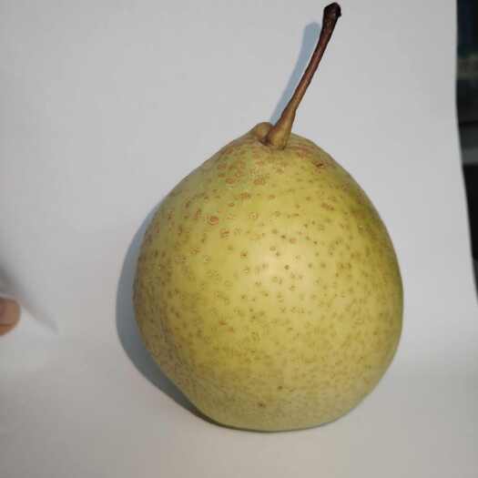 魏县魏县鸭梨，百年老树，农家肥，梨甜，核小，皮薄。