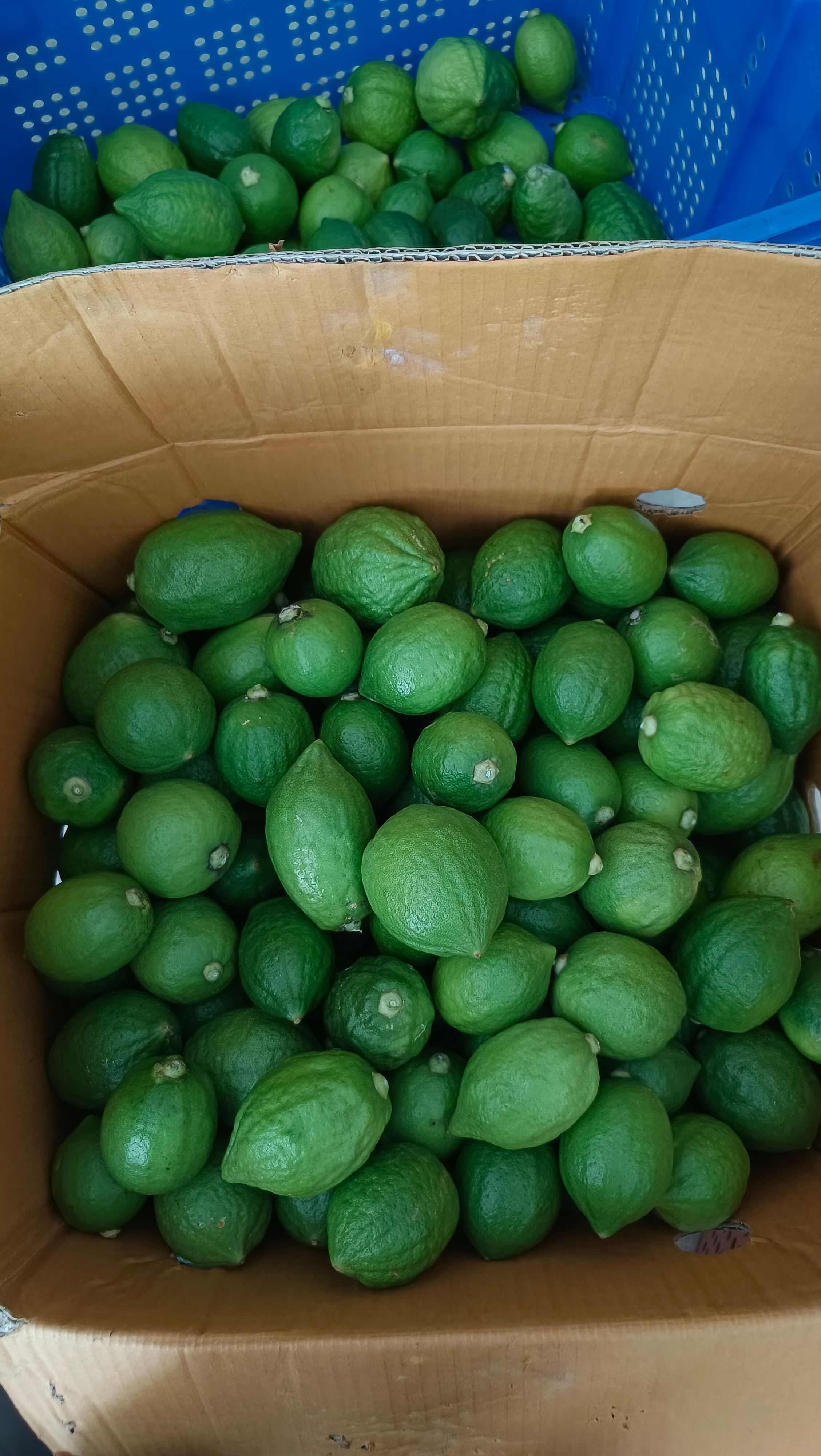 广东香水柠檬，手打柠檬茶必用