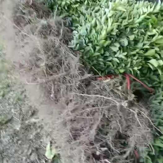 松滋市纽荷尔脐橙苗