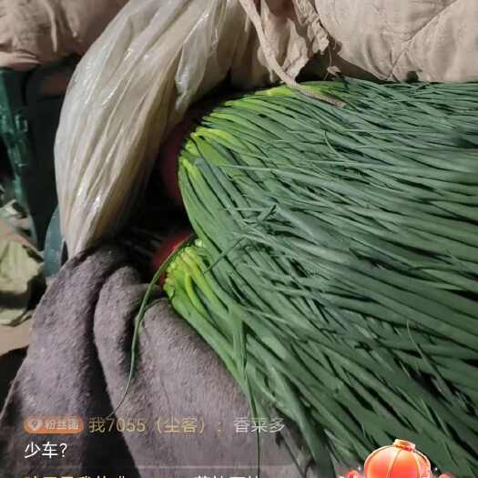 邯郸小葱
