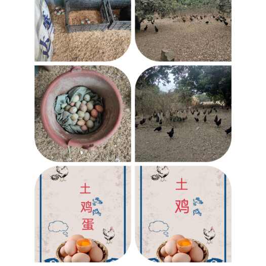 漳州土鸡蛋