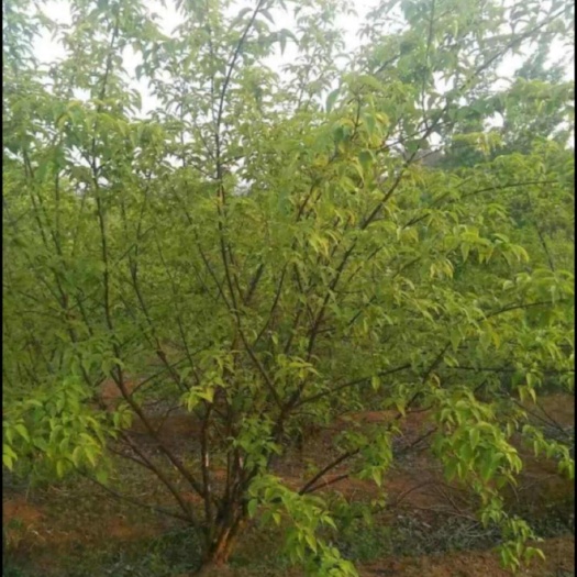 砀山县山茱萸