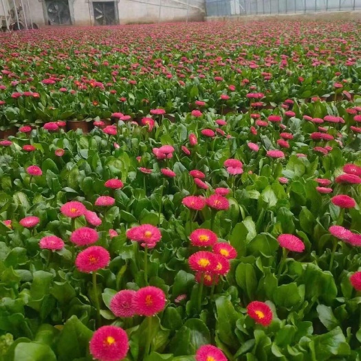 青州市雏菊